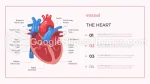 Kardiologi Blodkar Hjerte Google Slides Temaer Slide 14