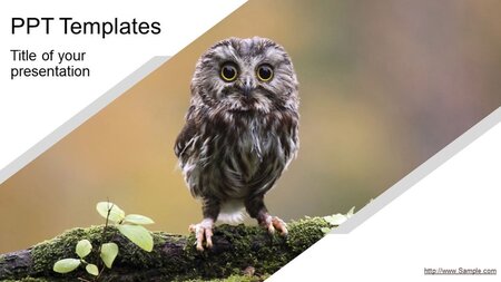 Animal Infographic Google Slides template for download