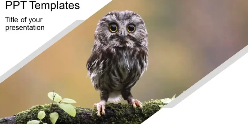 Infográfico Animal Modelo do Apresentações Google para download