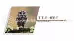 Natuur Diereninfographic Google Presentaties Thema Slide 03