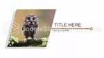 Doğa Hayvan İnfografik Google Slaytlar Temaları Slide 03