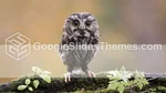 Doğa Hayvan İnfografik Google Slaytlar Temaları Slide 20