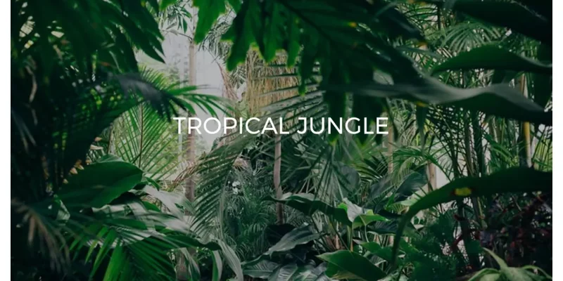 Tropikal Orman İndirmeye hazır Google Slaytlar şablonu